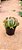 Echeveria darth vader - Imagem 7