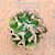 Echeveria darth vader - Imagem 8