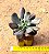 Echeveria darth vader - Imagem 3