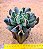Echeveria darth vader - Imagem 6