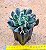 Echeveria darth vader - Imagem 7