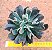 Echeveria darth vader - Imagem 2