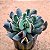 Echeveria darth vader - Imagem 1