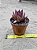 Echeveria ebony red - Imagem 6