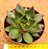Echeveria ebony red - Imagem 1