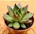 Echeveria ebony red - Imagem 2