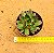 Echeveria ebony red - Imagem 3