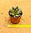 Echeveria ebony red - Imagem 4