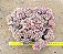 Echeveria gilva cristata - Imagem 3