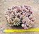 Echeveria gilva cristata - Imagem 2