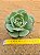 Echeveria glória - Imagem 4