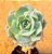 Echeveria glória - Imagem 1