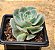 Echeveria glória - Imagem 2