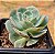 Echeveria glória - Imagem 3