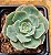 Echeveria glória - Imagem 1