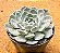 Echeveria mary bell - Imagem 2