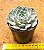 Echeveria mary bell - Imagem 3
