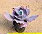 Echeveria mauna - Imagem 2