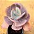 Echeveria mauna - Imagem 5