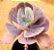 Echeveria mauna - Imagem 1