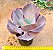 Echeveria mauna - Imagem 2