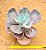 Echeveria mauna - Imagem 3