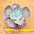 Echeveria mauna - Imagem 2
