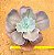 Echeveria mauna - Imagem 1
