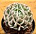 Echeveria pinwheel revolution - Imagem 5