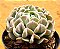 Echeveria pinwheel revolution - Imagem 2