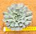 Echeveria pinwheel revolution - Imagem 1