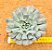 Echeveria pinwheel revolution - Imagem 4
