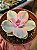 Echeveria rainbow - Imagem 5
