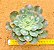 Echeveria raindrops - Imagem 1