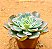 Echeveria raindrops - Imagem 2