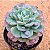 Echeveria raindrops - Imagem 2