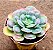 Echeveria raindrops - Imagem 4