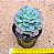 Echeveria raindrops - Imagem 3