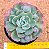 Echeveria raindrops - Imagem 1