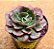 Echeveria Rauber - Imagem 7