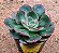 Echeveria Rauber - Imagem 2