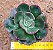 Echeveria Rauber - Imagem 1