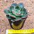 Echeveria Rauber - Imagem 3