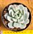 Echeveria sweet eva - Imagem 1
