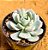 Echeveria sweet eva - Imagem 2