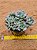 Echeveria sweet eva - Imagem 3