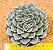 Echeveria Vega - Imagem 3