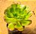Aeonium arboreum v. holochrysum - Imagem 2
