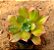 Aeonium decorum - Imagem 1