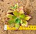 Aeonium decorum - Imagem 3
